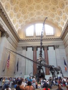 american-museum-of-natural-history27.jpg